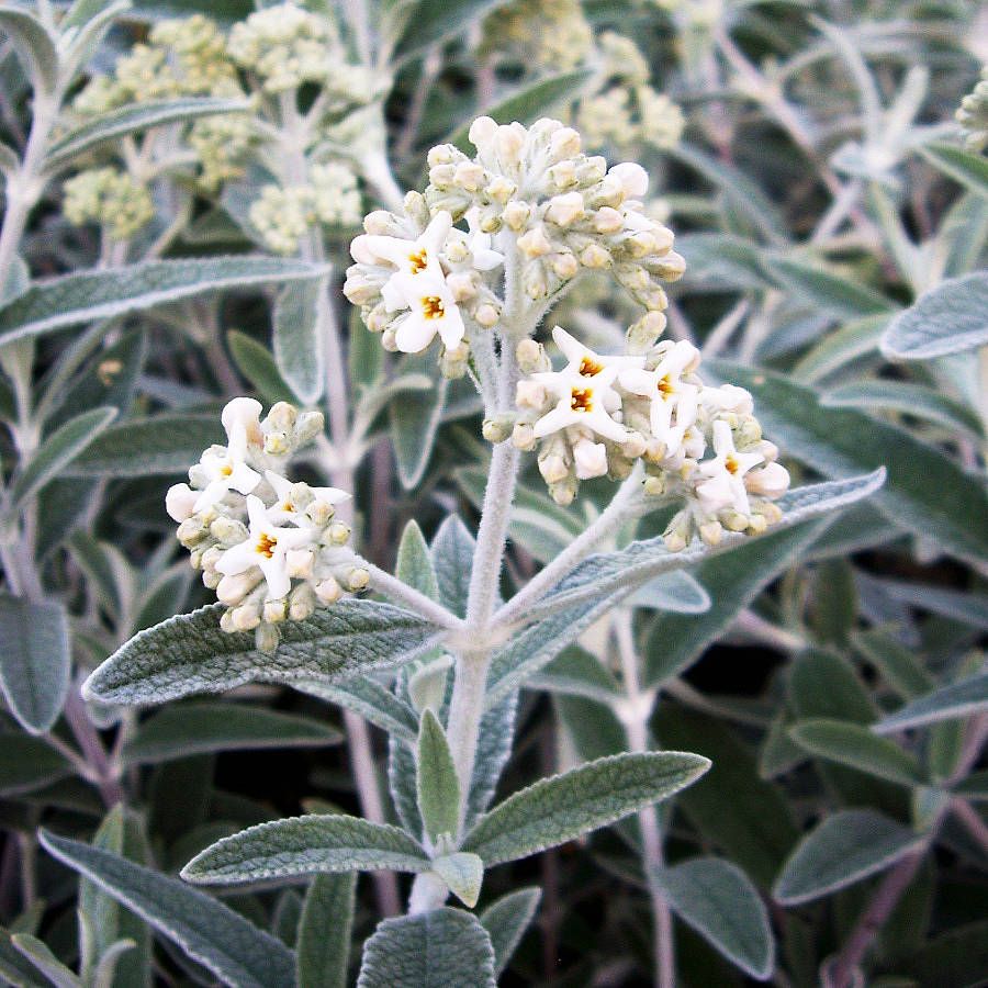 Buddleja davidii 'Silver Anniversary'